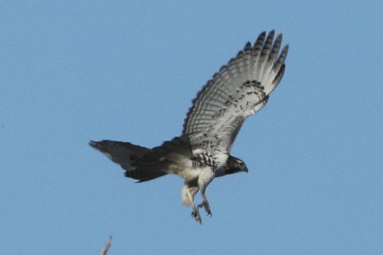 Red-tailed Hawk (Harlan's) - ML610023174