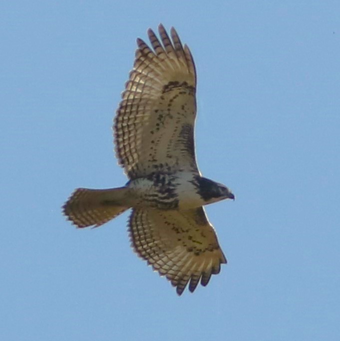 Red-tailed Hawk (Harlan's) - ML610023175