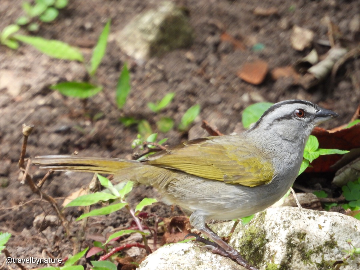 Black-striped Sparrow - ML610023202