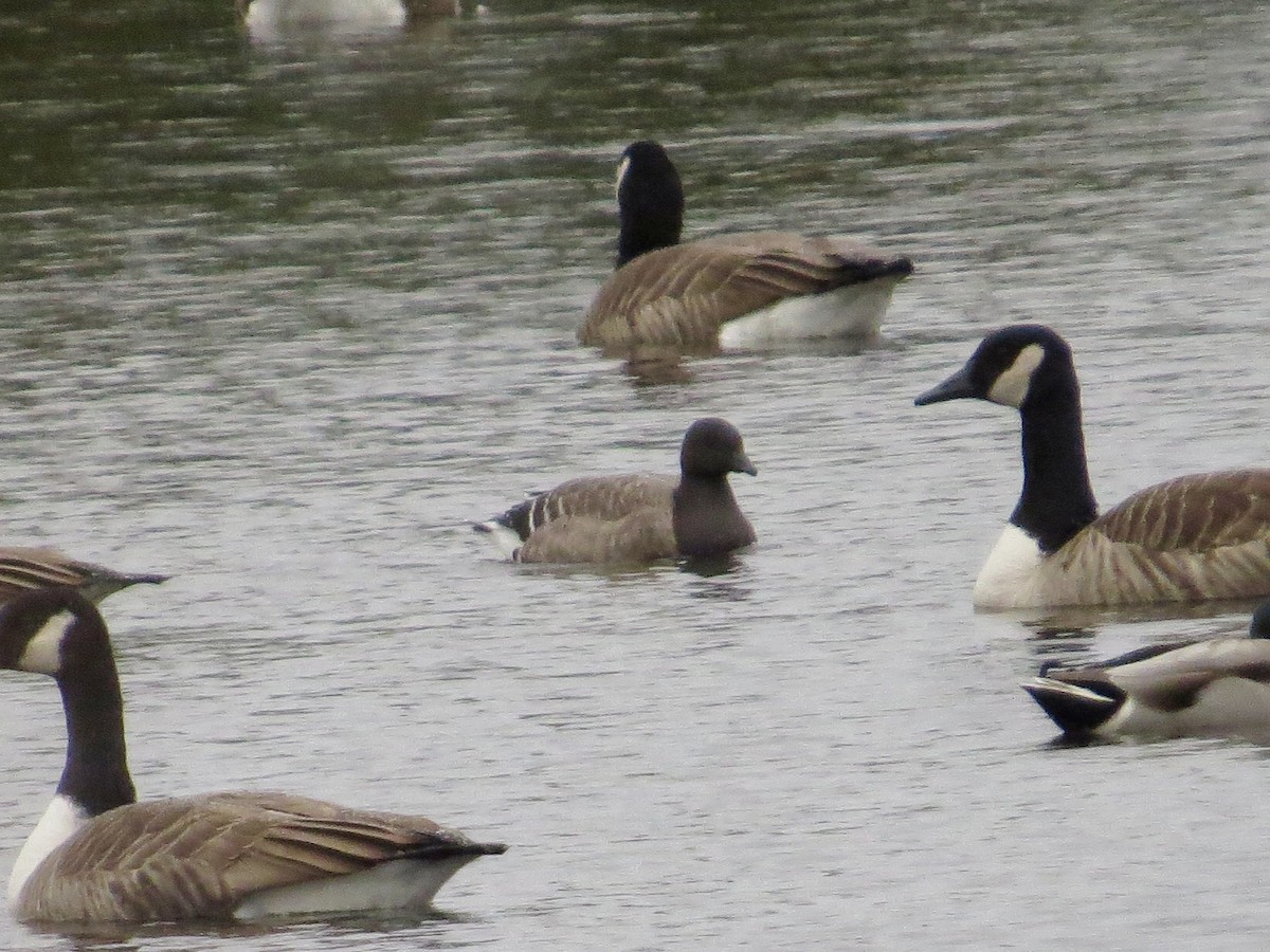 berneška tmavá (ssp. hrota) - ML610023205