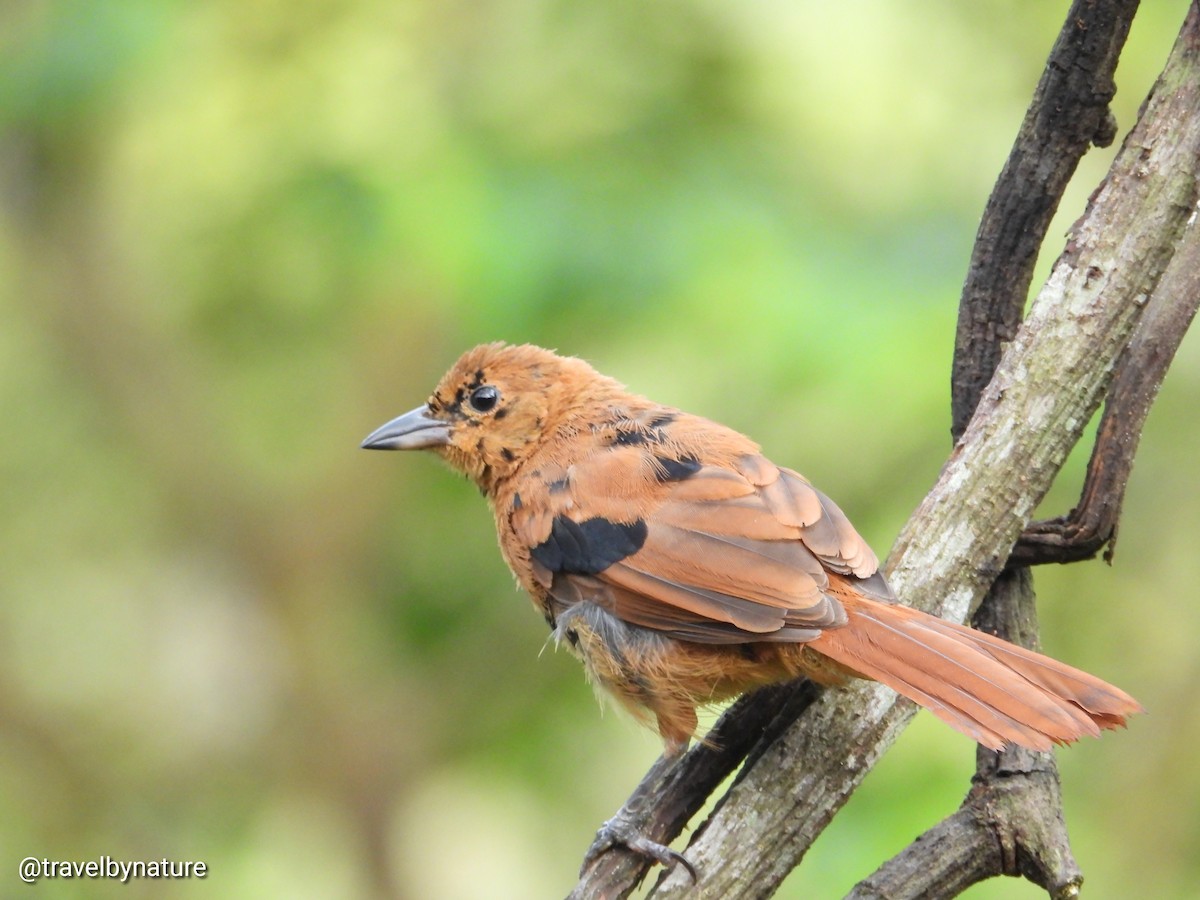 White-lined Tanager - ML610023217