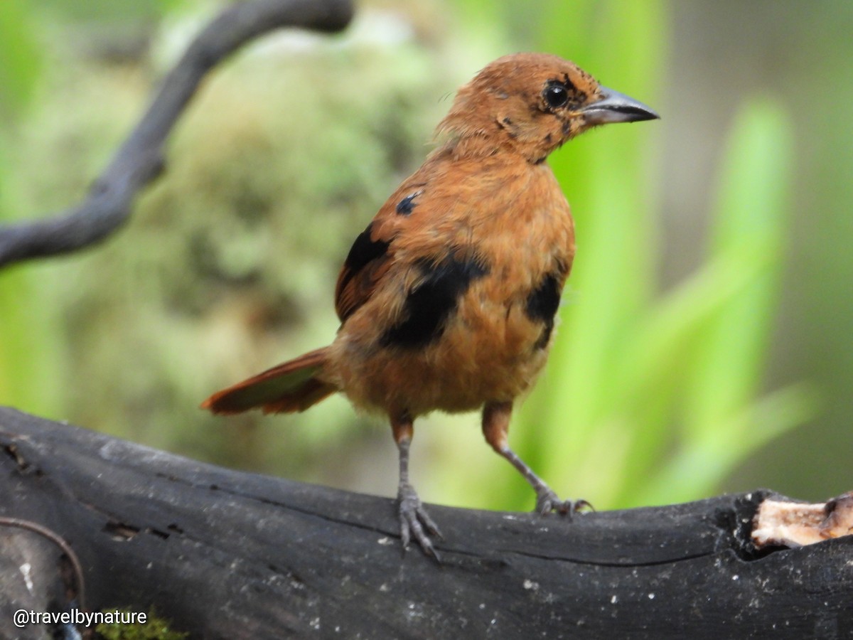 White-lined Tanager - ML610023218