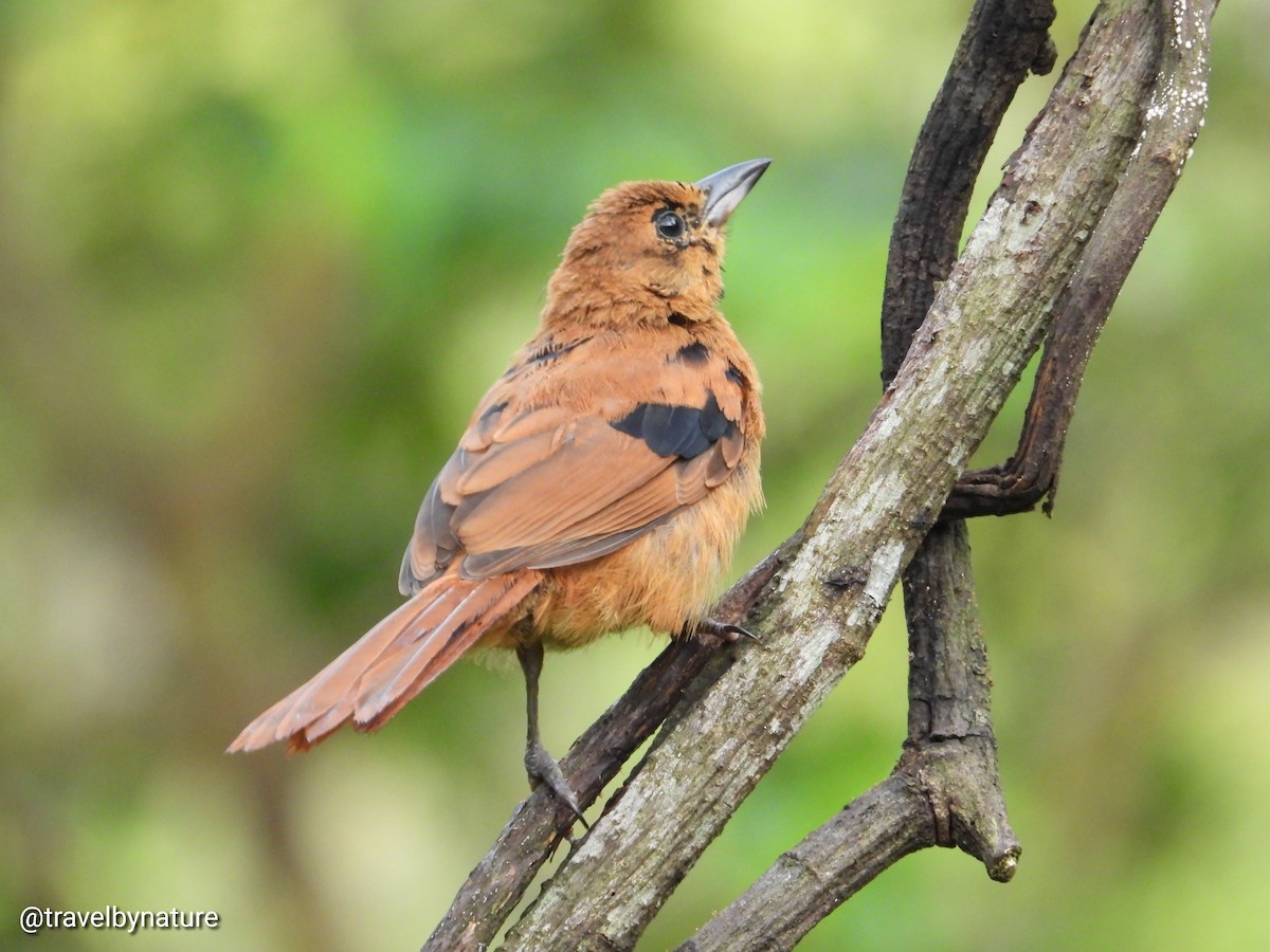 White-lined Tanager - ML610023220