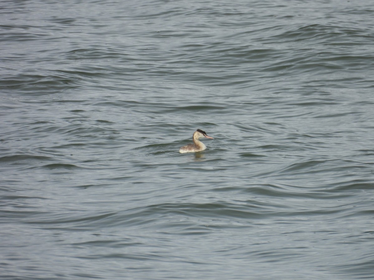 Great Crested Grebe - ML610023250