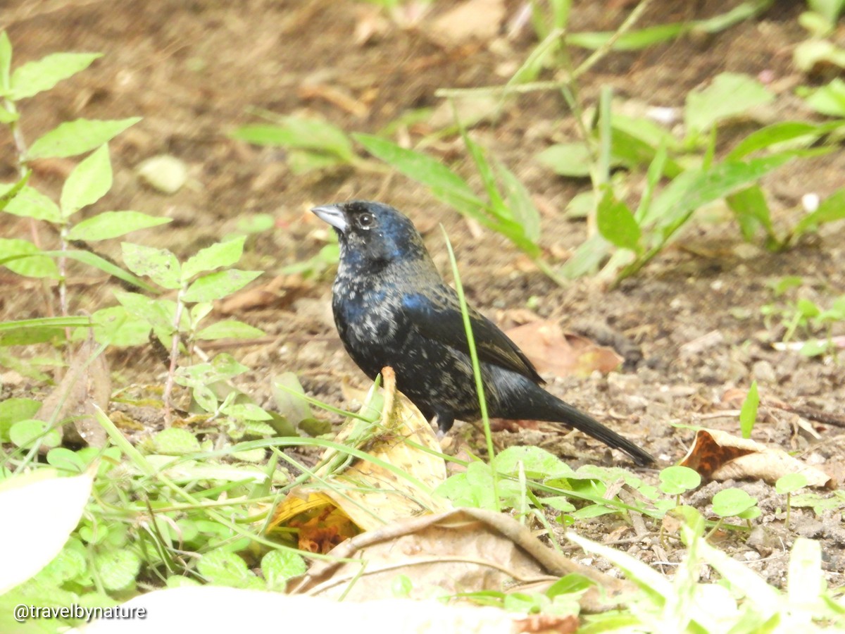 Blue-black Grassquit - ML610023266