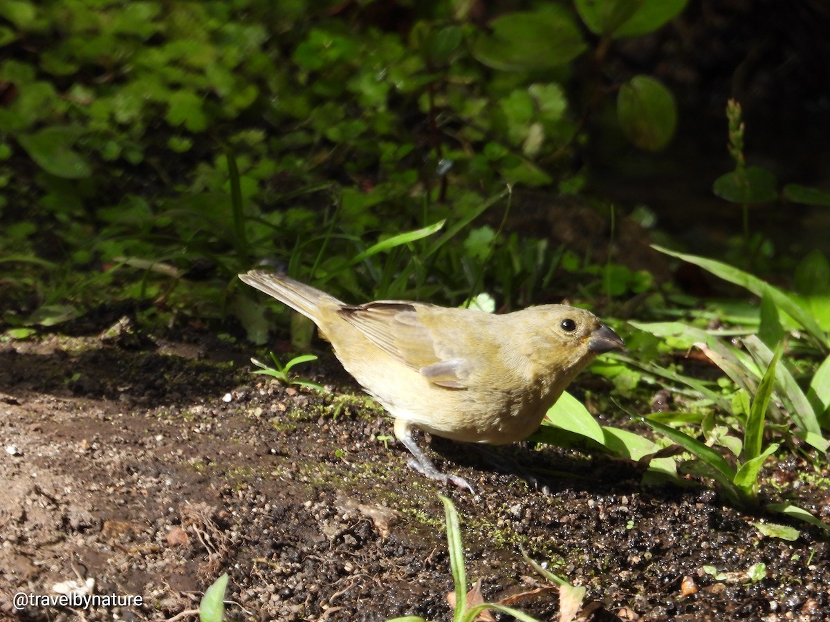 Yellow-bellied Seedeater - ML610023285