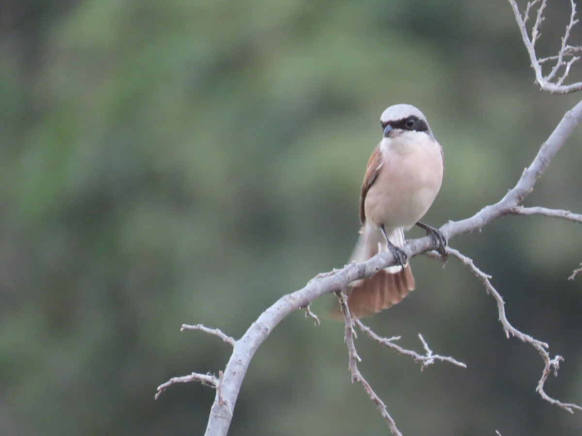 Red-backed Shrike - ML610023304