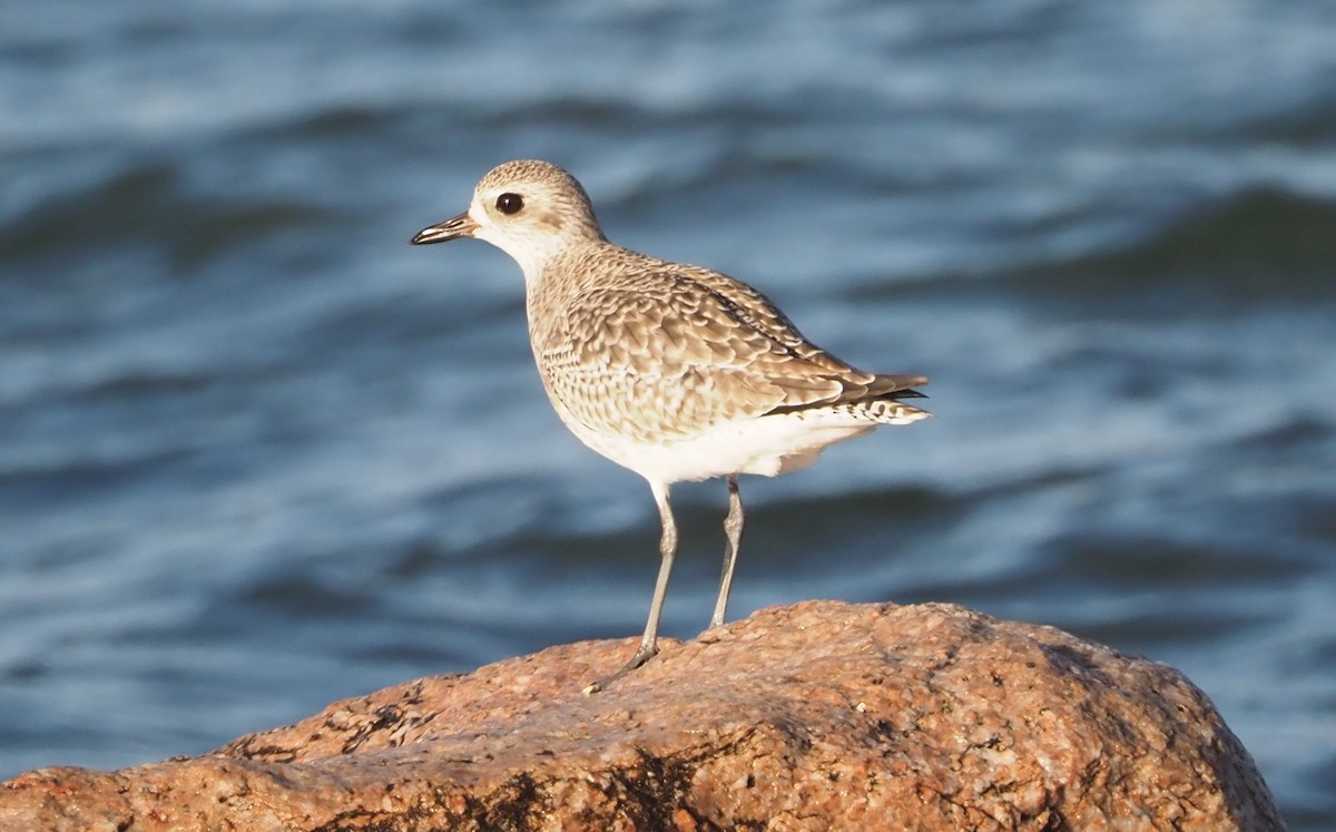 Black-bellied Plover - Mark Obmascik