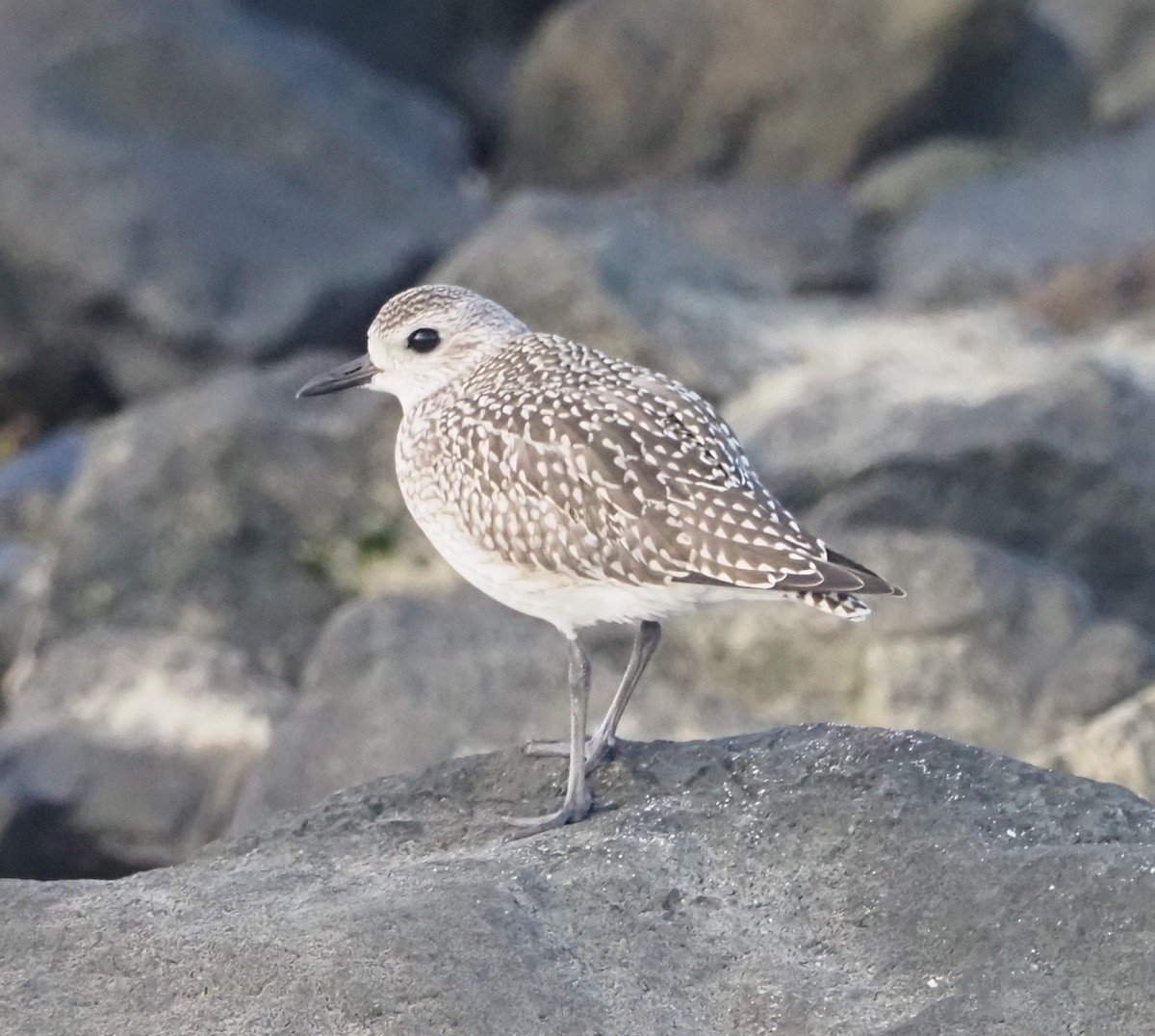 Black-bellied Plover - Mark Obmascik