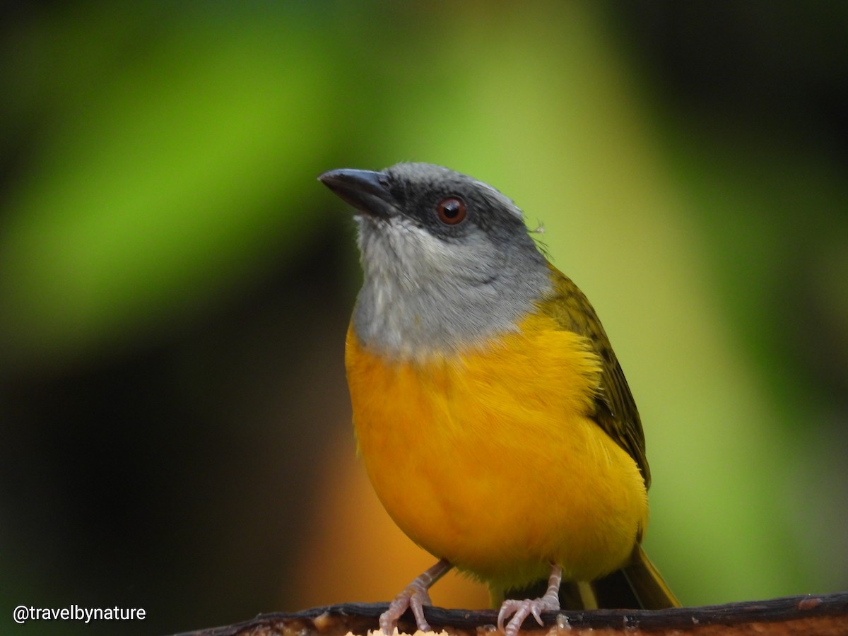Gray-headed Tanager - ML610023380