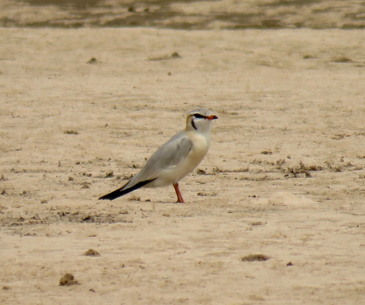 Gray Pratincole - ML610023469