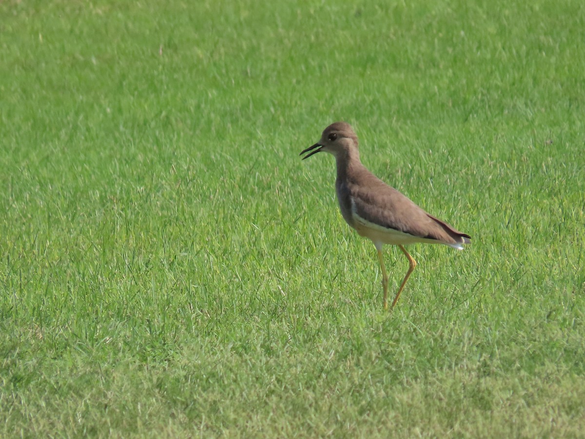 White-tailed Lapwing - Ute Langner