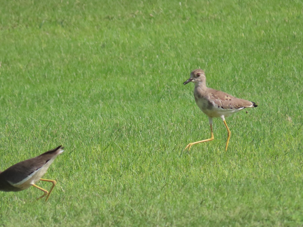 White-tailed Lapwing - Ute Langner