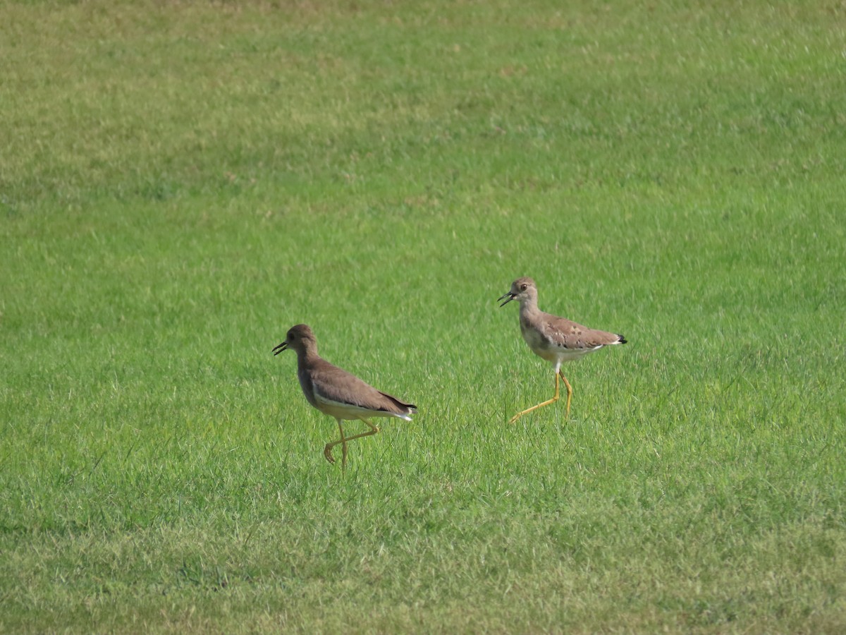 White-tailed Lapwing - Ute Langner