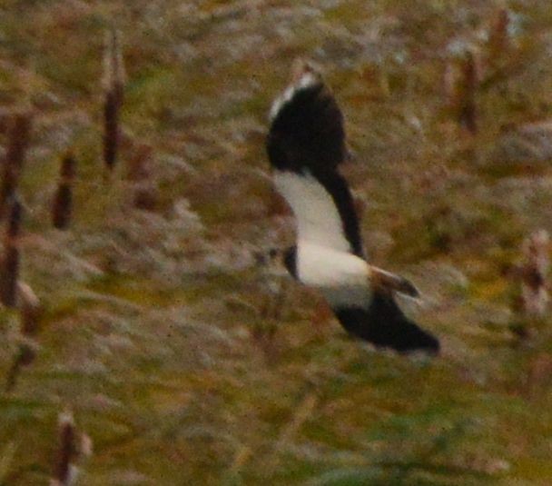 Northern Lapwing - ML610023571