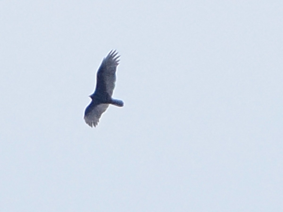 Turkey Vulture - ML610023581