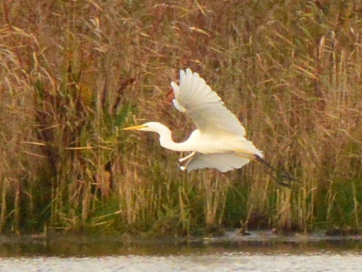 Great Egret - ML610023606