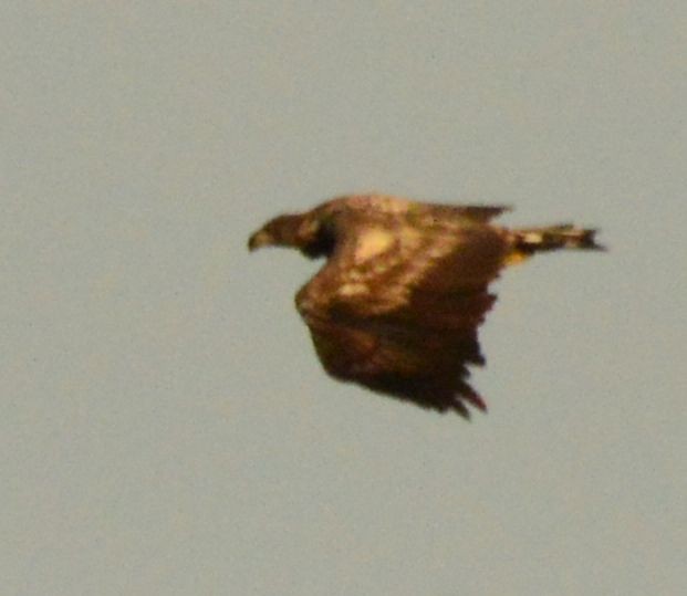 White-tailed Eagle - Anonymous