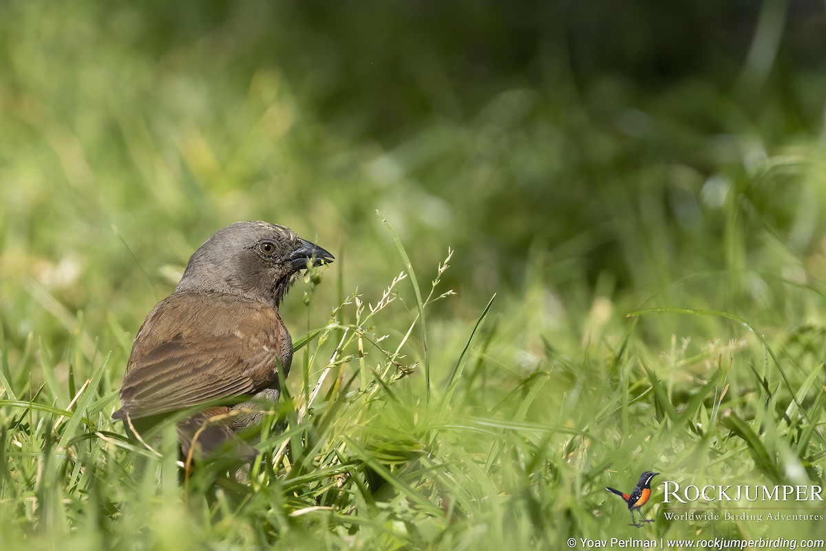 Swainson's Sparrow - ML610023630