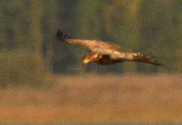 White-tailed Eagle - ML610023634