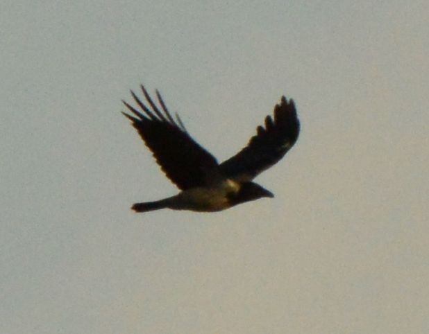 Hooded Crow - ML610023653