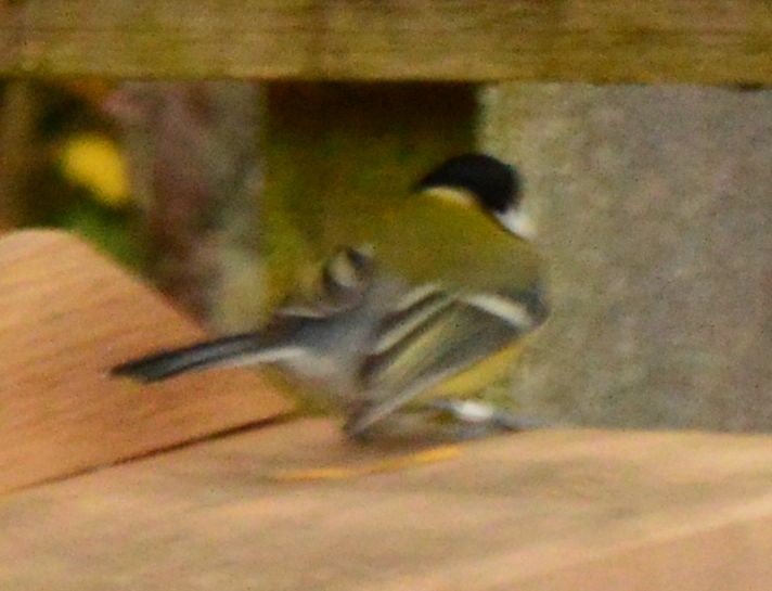 Great Tit - ML610023655