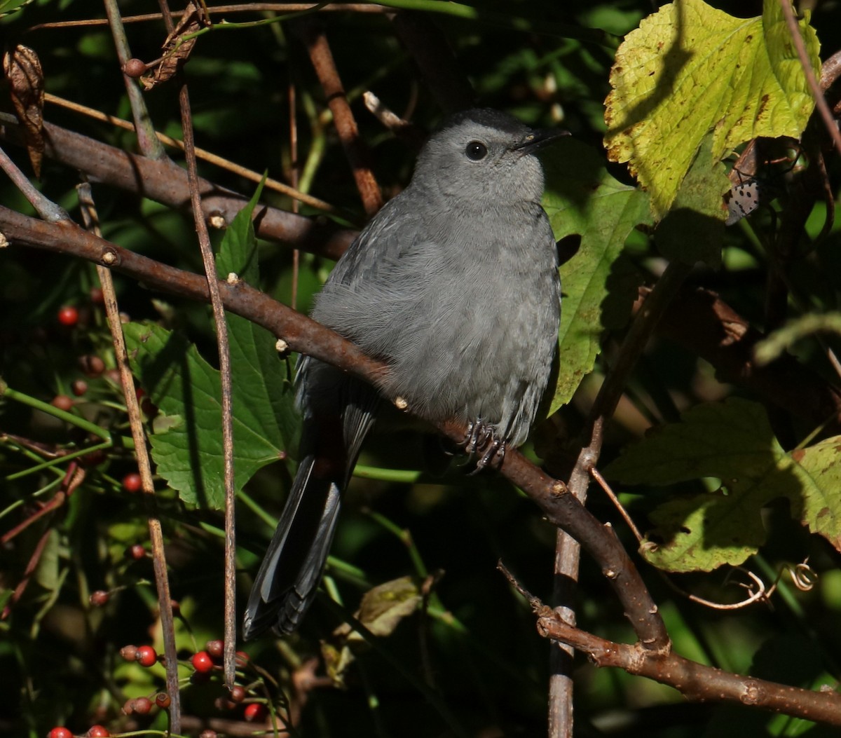 Gray Catbird - michael vedder