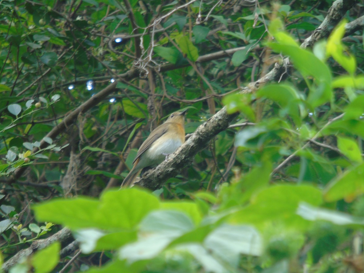 Blue-throated Flycatcher - ML610023751