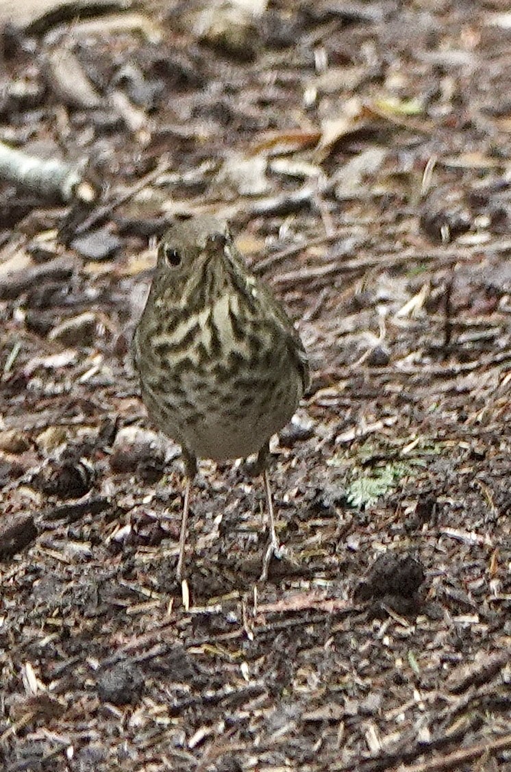 Hermit Thrush - ML610023753