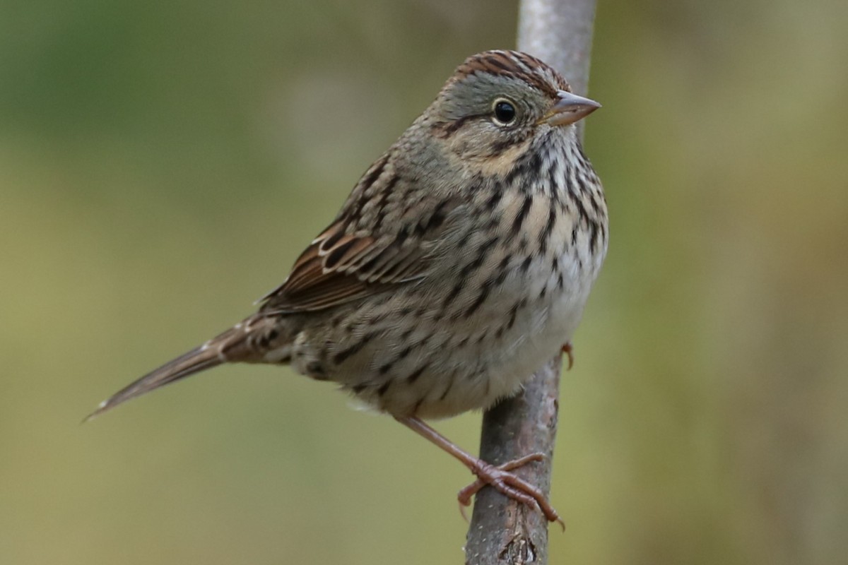 Lincoln's Sparrow - ML610023774