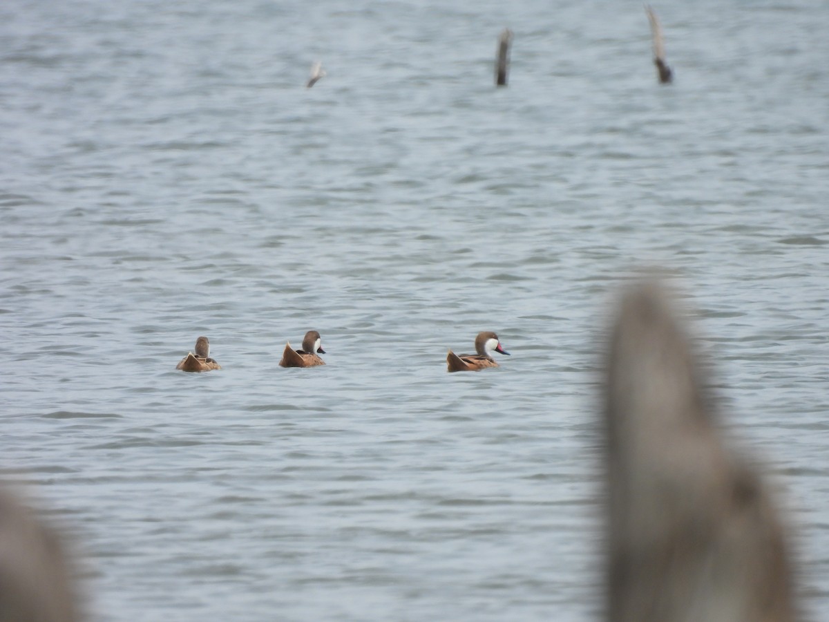 White-cheeked Pintail - ML610023855