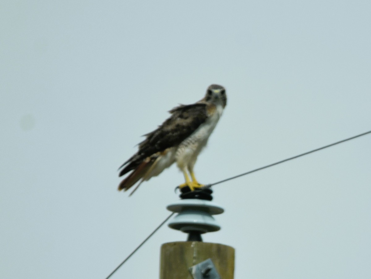 Red-tailed Hawk (borealis) - Mark Greene