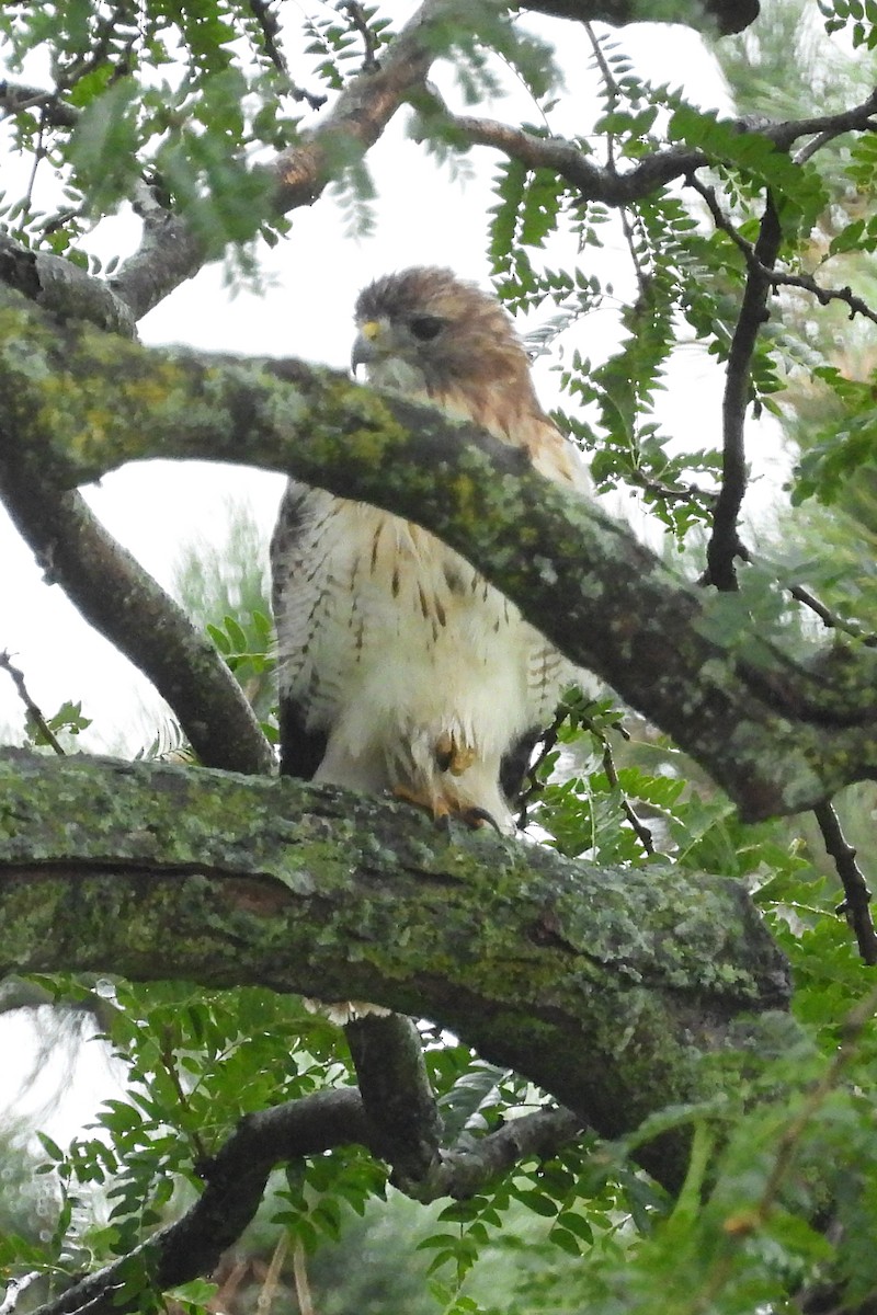 Red-shouldered Hawk - ML610023892