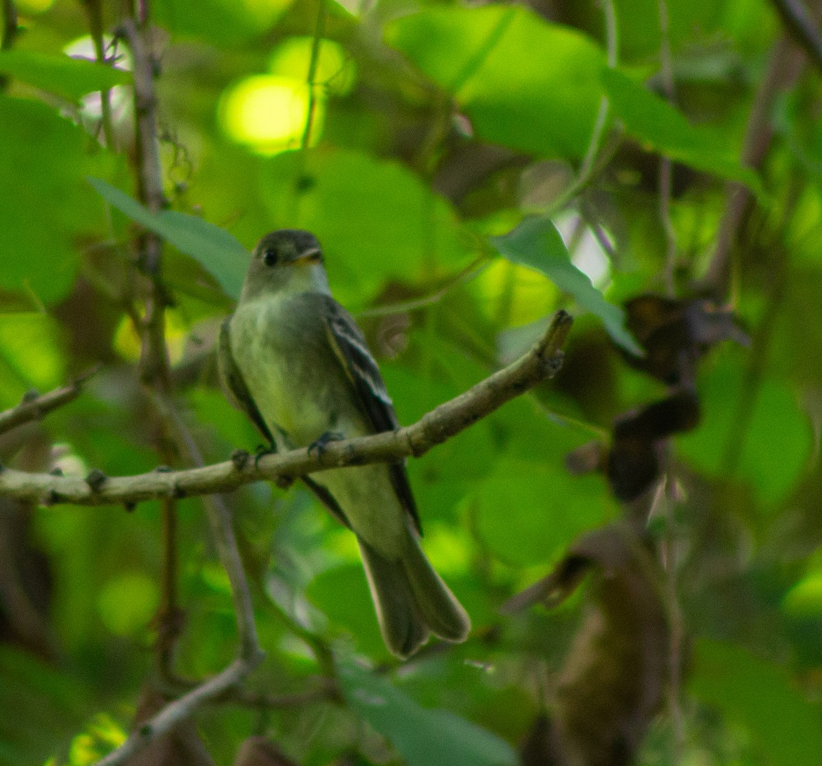 Eastern Wood-Pewee - ML610023934