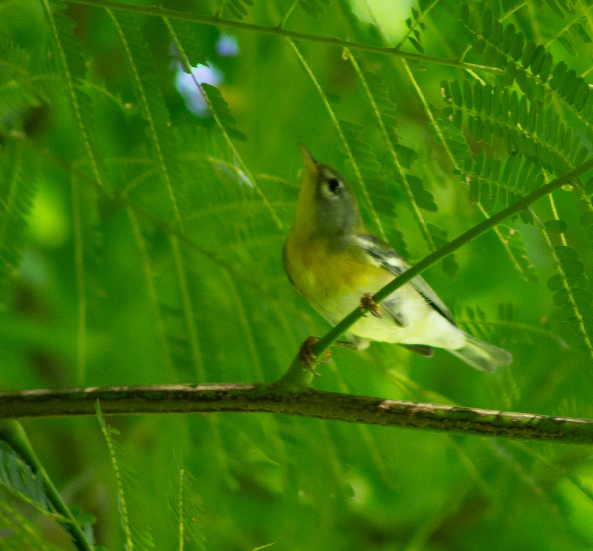 Northern Parula - ML610023971