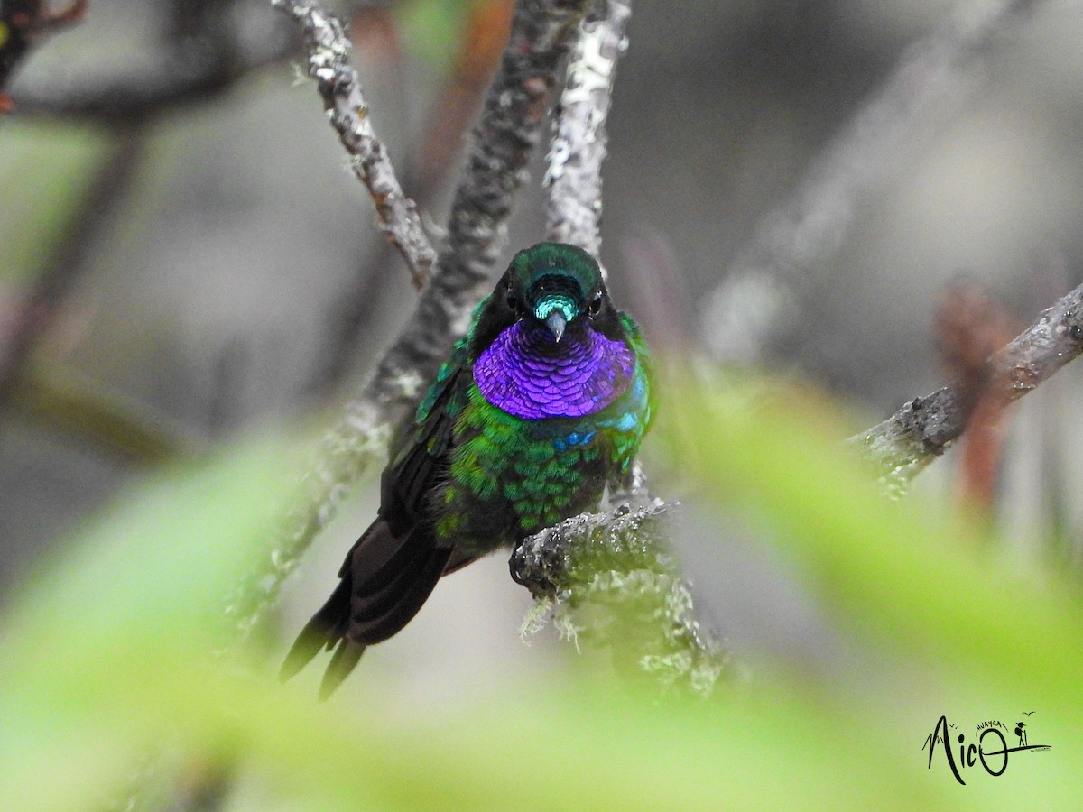 Purple-throated Sunangel - ML610024009