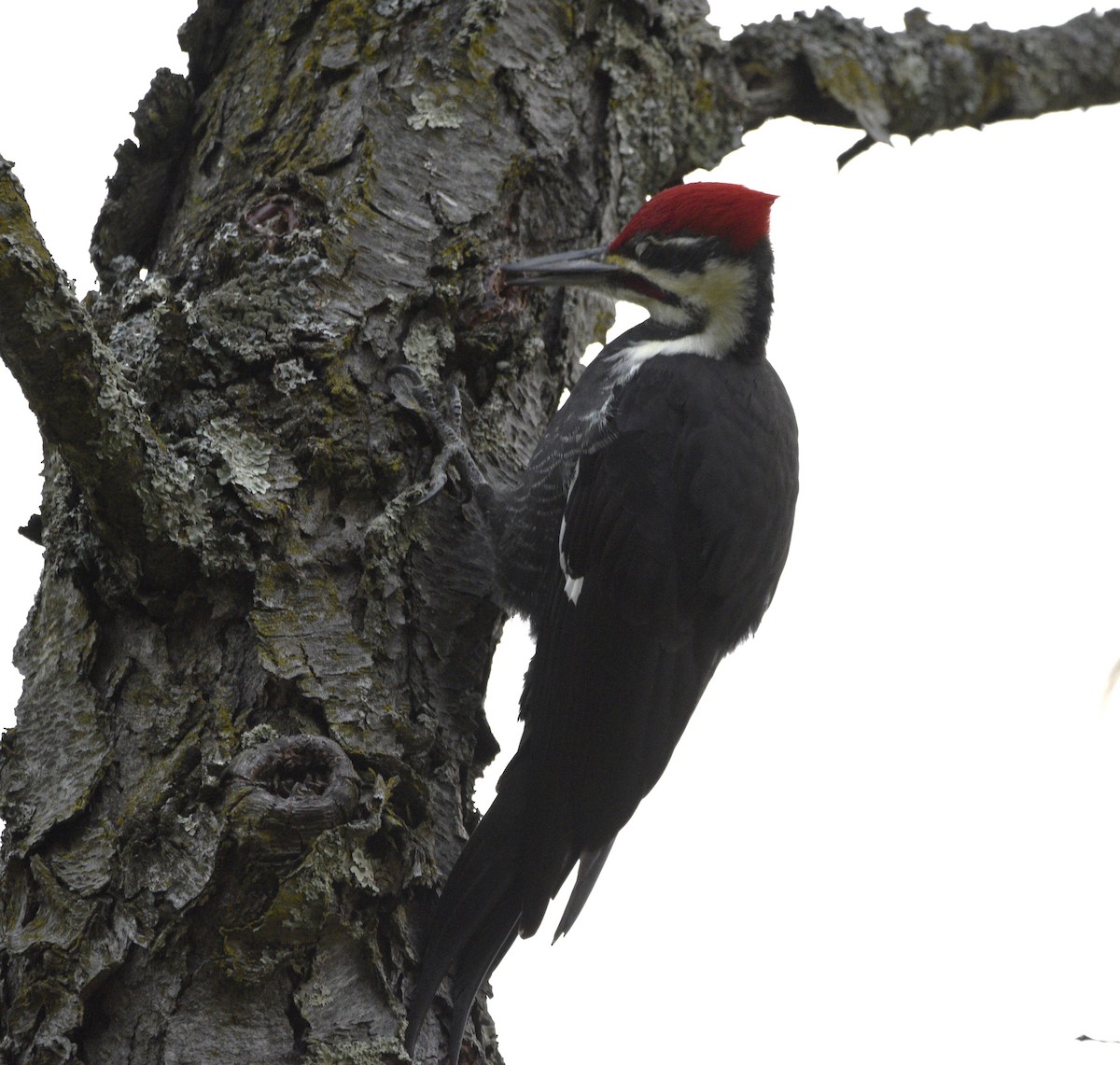 Pileated Woodpecker - ML610024013
