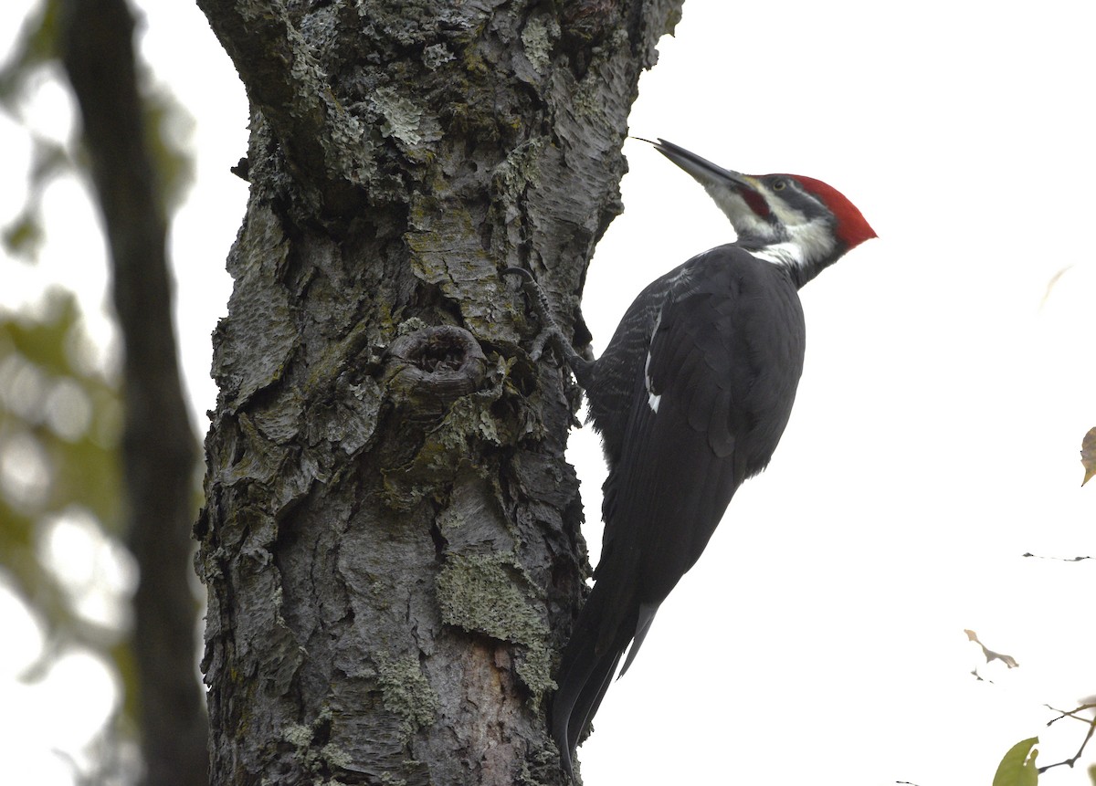 Pileated Woodpecker - ML610024014