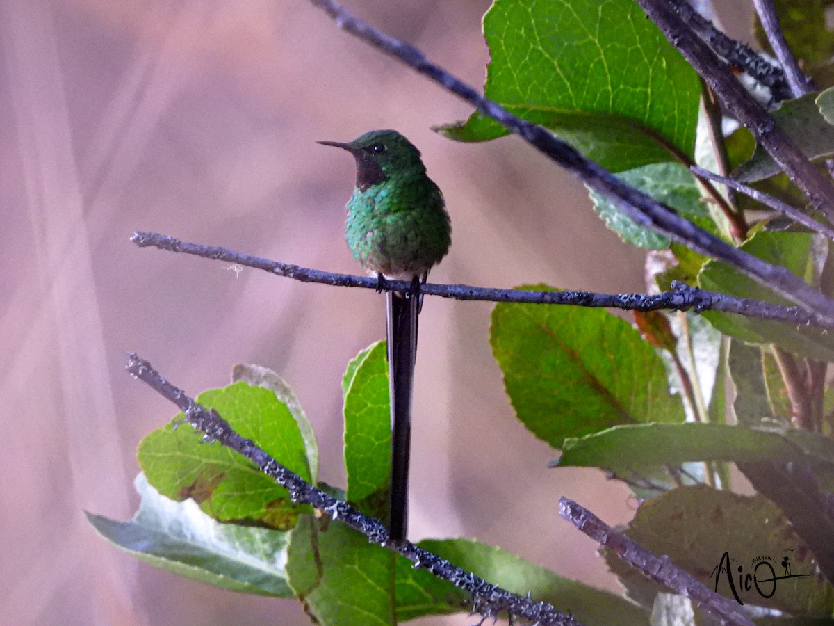 Green-tailed Trainbearer - ML610024021