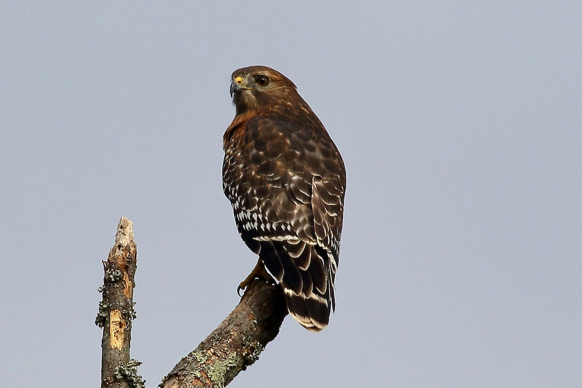 Red-shouldered Hawk - ML610024032