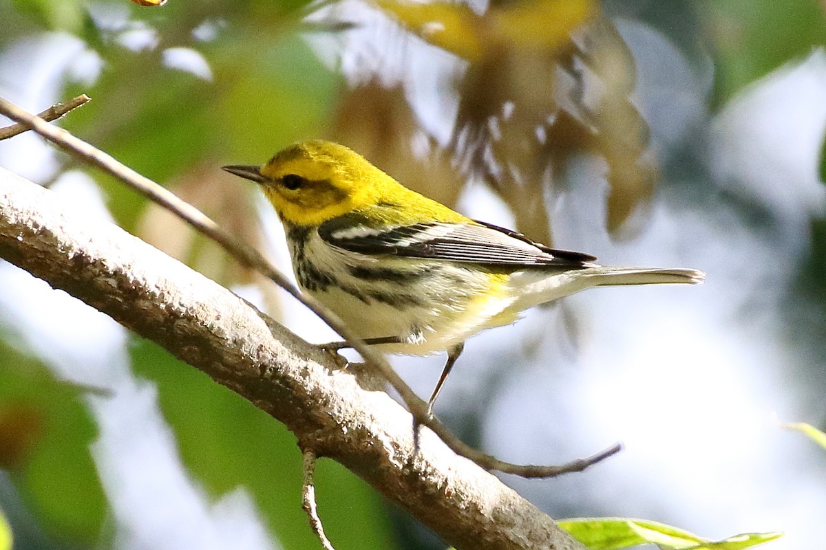 Black-throated Green Warbler - ML610024041