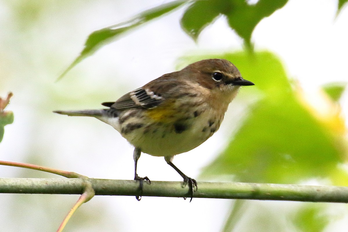Yellow-rumped Warbler - ML610024045
