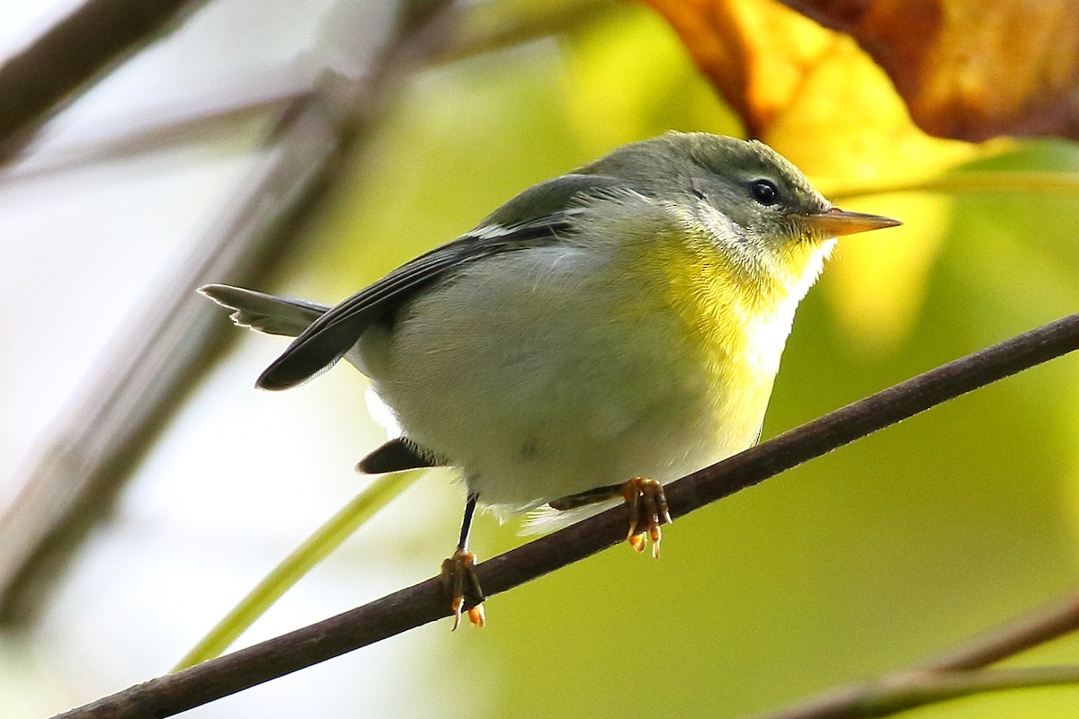 Northern Parula - ML610024169