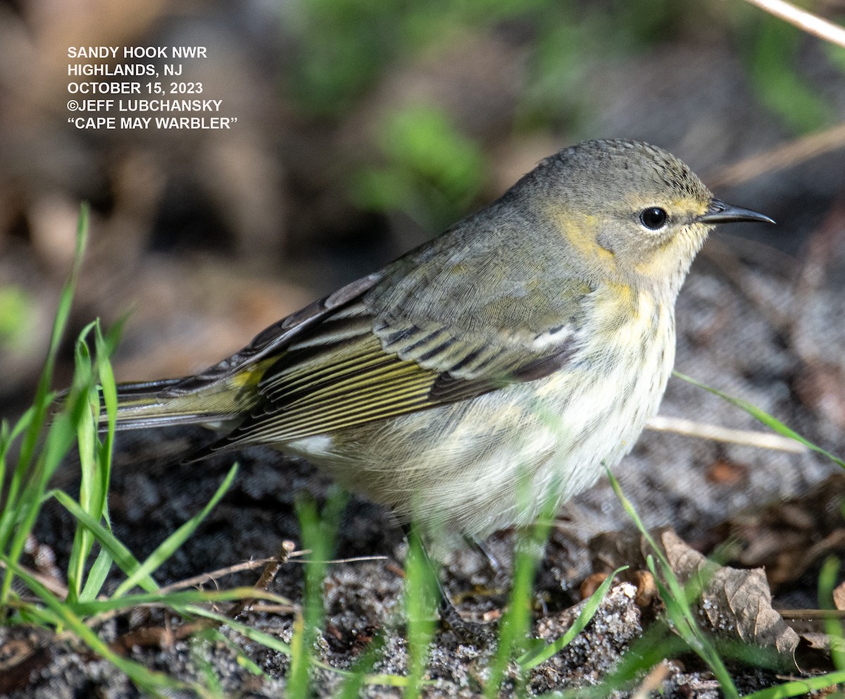 Cape May Warbler - ML610024206
