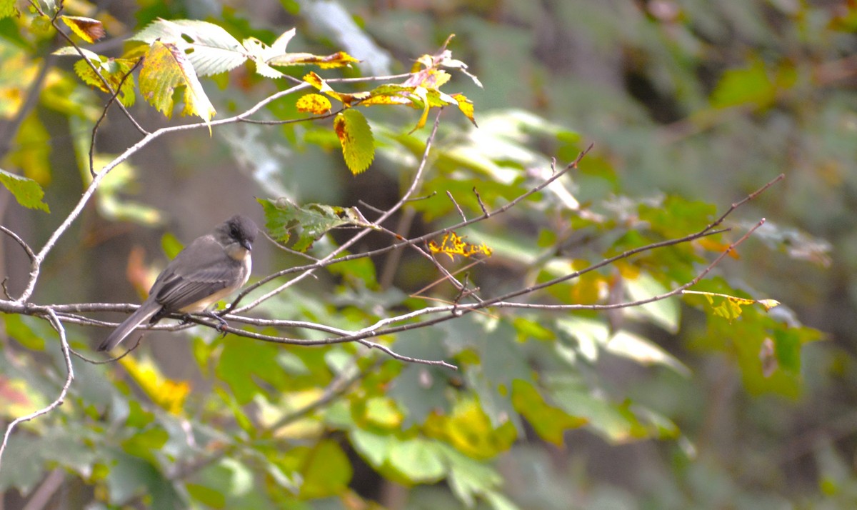 Eastern Phoebe - Steve Gilchrist