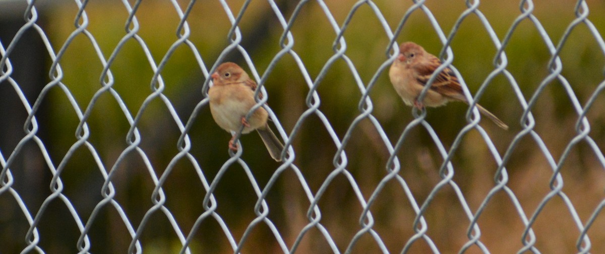 Field Sparrow - Steve Gilchrist