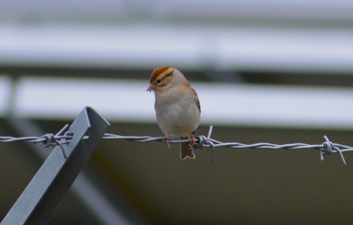 Chipping Sparrow - Steve Gilchrist