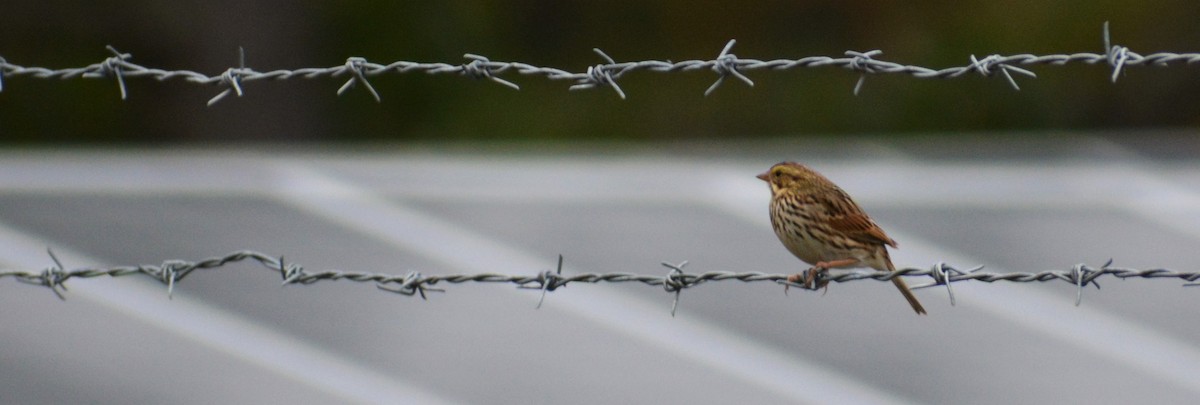 Savannah Sparrow - Steve Gilchrist