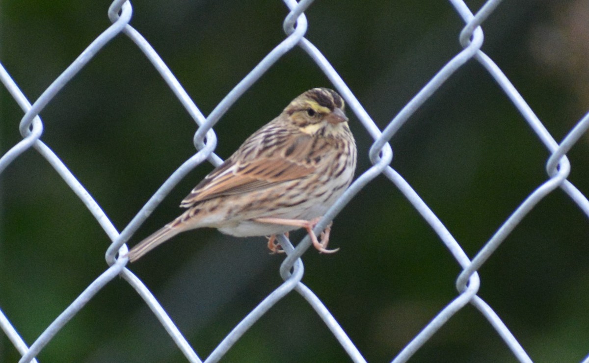 Savannah Sparrow - Steve Gilchrist