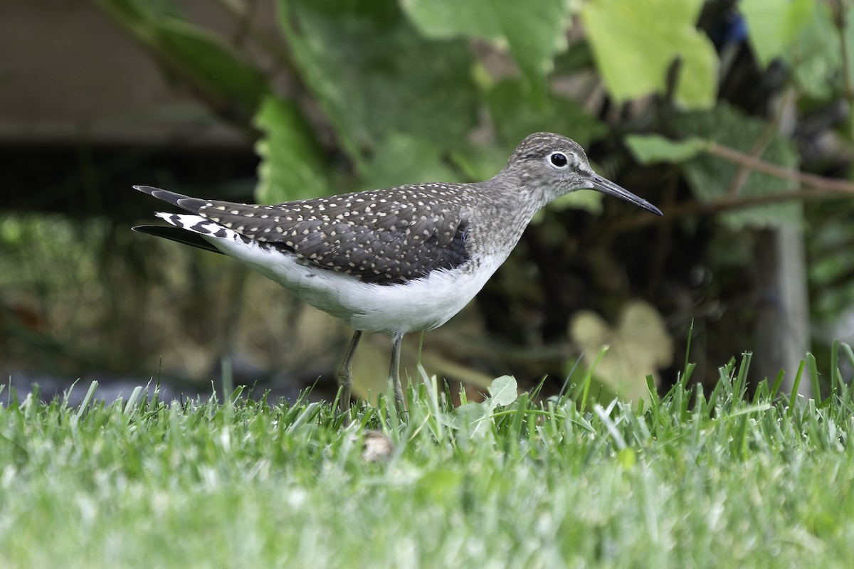 Solitary Sandpiper - ML610024279